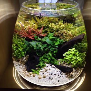 Aqua Bonsai - Aquarium Services Near Me - San Jose, California Aqua Bonsai - Aquarium Services Near Me - San Jose, California