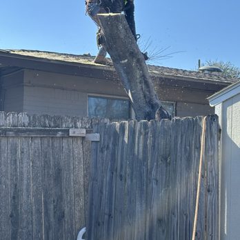Joe's Tree Care - Tree Services Near Me - Austin, Texas Joe's Tree Care - Tree Services Near Me - Austin, Texas