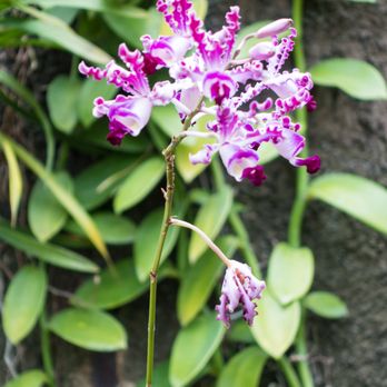 Lincoln Park Conservatory - Parks Near Me - Chicago, Illinois Lincoln Park Conservatory - Parks Near Me - Chicago, Illinois
