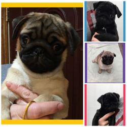 Natalie’s Pugs On Broadway - Pug puppies for sale. AKC registration fawn female and black male. Parents tested OFA, Davis Lab California. https://nataliespugsonbroadway.