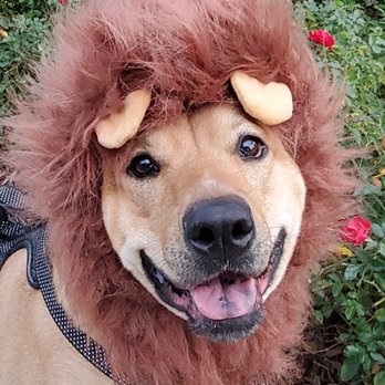 Pawsitivity Pets - Dog Walkers Near Me