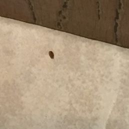 Bedbug On floor