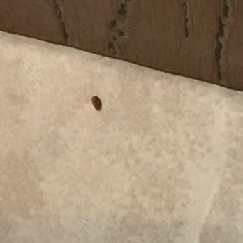 Bedford Inn - Bedbug On floor - Hotels Near Me - Erie, Michigan