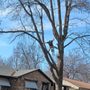 Photo of Mitchell's Tree