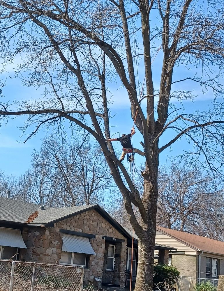 Mitchell's Tree - tree service in Jenks, OK