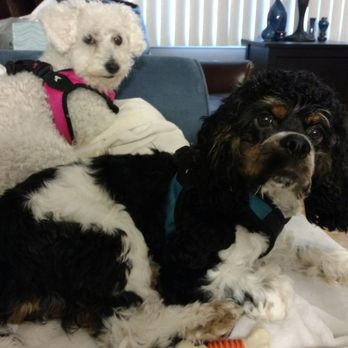 Julie's Barks and Bubbles - Bentley and Molly - Pet Groomers Near Me - South Windsor, Connecticut Julie's Barks and Bubbles - Bentley and Molly - Pet Groomers Near Me - South Windsor, Connecticut