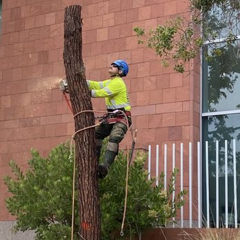 Lead Saw Tree Services - Tree Services Near Me Lead Saw Tree Services - Tree Services Near Me