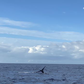 Makai Adventures - Whale Fluke! - Boat Charters Near Me - Lahaina, Hawaii Makai Adventures - Whale Fluke! - Boat Charters Near Me - Lahaina, Hawaii