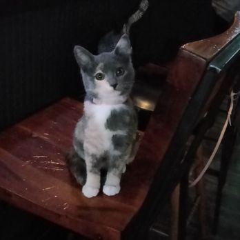 Swell Bar - Having a beer with GIGI the kitten! - Bars Near Me - Alameda, California
