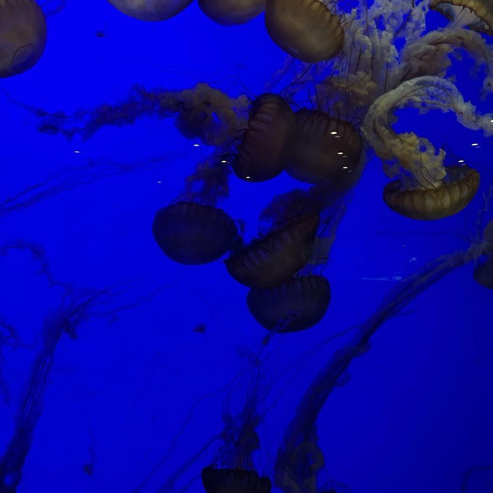 Jellyfish Jellyfish