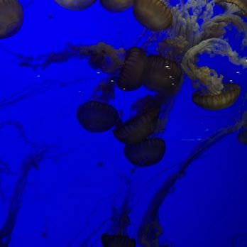 OdySea Aquarium - Jellyfish - Aquariums Near Me - Scottsdale, Arizona OdySea Aquarium - Jellyfish - Aquariums Near Me - Scottsdale, Arizona