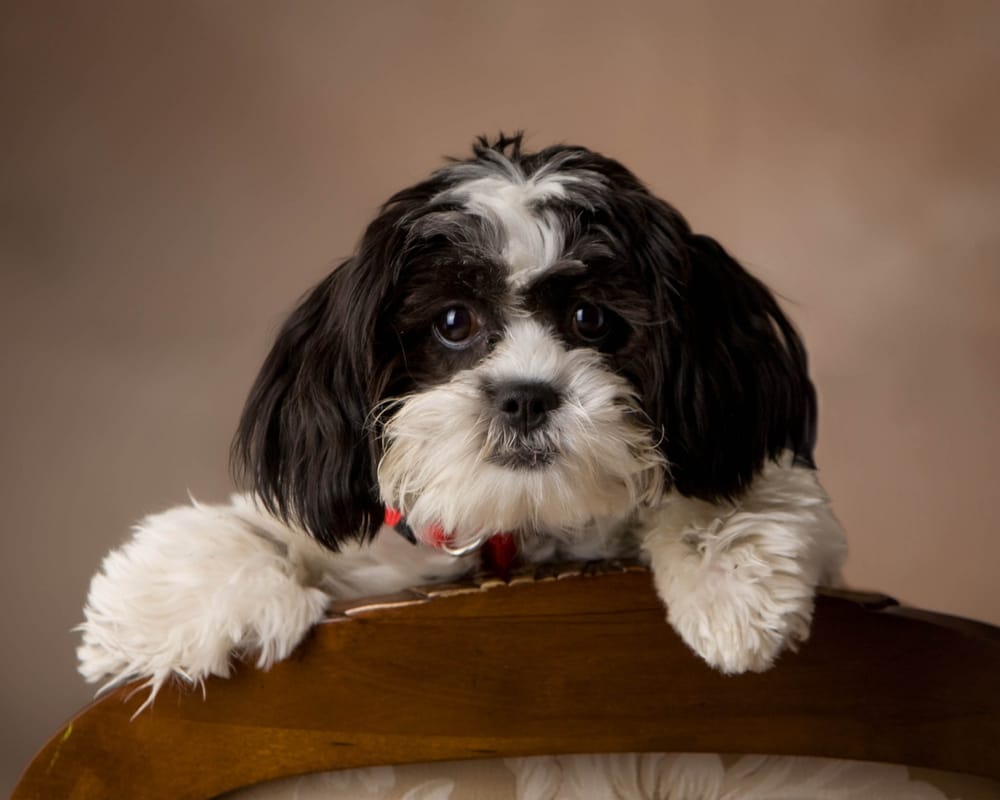 MAPLE VALLEY KENNELS Updated October 2024 13045 36th St SE, Tower