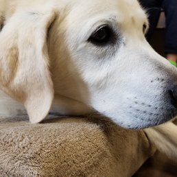 Our beloved Labrador Zoe Our beloved Labrador Zoe