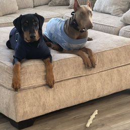 Both pups that went into training