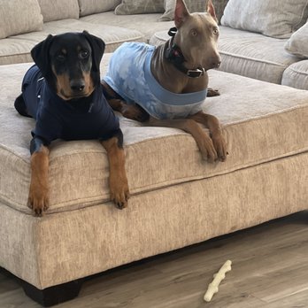 Paws & Stay K9 Training - Both pups that went into training - Pet Training Near Me