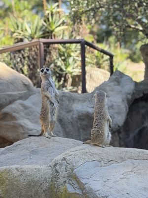 Los Angeles Zoo by null