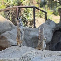 Los Angeles Zoo and Botanical Garden - Meerkats