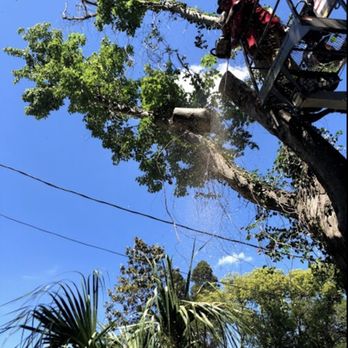 Big Boys Tree Service - Tree Services Near Me Big Boys Tree Service - Tree Services Near Me