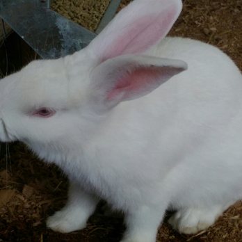 Carpinito Brothers Pumpkin Patch - Bunny! - Farmers Market Near Me - Kent, Washington