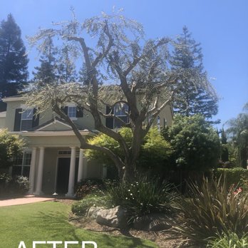 Garibay's Tree Service - Tree Services Near Me Garibay's Tree Service - Tree Services Near Me