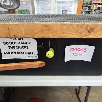 Orange County Farm Supply - Chicks for sale ($12.99). 6/27/2025 - Nurseries & Gardening Near Me - Orange, California Orange County Farm Supply - Chicks for sale ($12.99). 6/27/2025 - Nurseries & Gardening Near Me - Orange, California