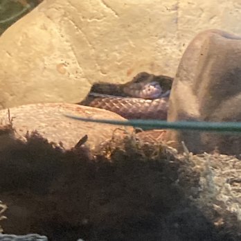 ZooMontana - Zoos Near Me - Billings, Montana ZooMontana - Zoos Near Me - Billings, Montana