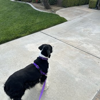 Dog Camp Groom - Jameson - Pet Groomers Near Me Dog Camp Groom - Jameson - Pet Groomers Near Me