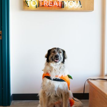 Sploot Veterinary Care - Arvada - Veterinarians Near Me - Arvada, Colorado Sploot Veterinary Care - Arvada - Veterinarians Near Me - Arvada, Colorado