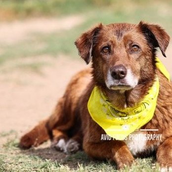 Legacy Humane Society - Animal Shelters Near Me - McKinney, Texas Legacy Humane Society - Animal Shelters Near Me - McKinney, Texas