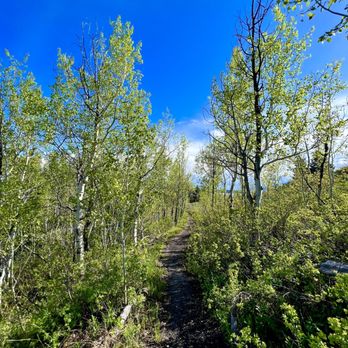 Lunch Tree Hill Loop Trail - Nice aspen grove along the loop - Hiking Near Me - Moran, Wyoming