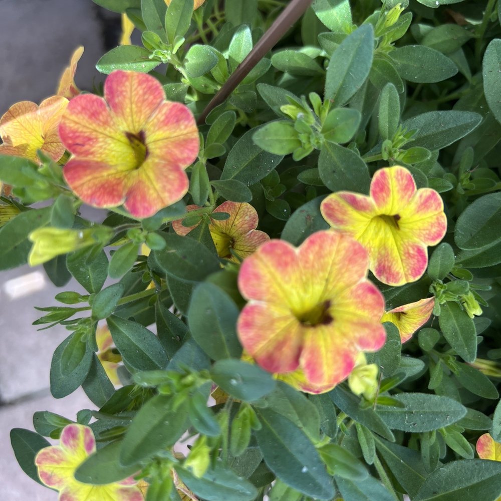 Shoal Creek Nursery - Nurseries & Gardening Near Me - Austin, Texas Shoal Creek Nursery - Nurseries & Gardening Near Me - Austin, Texas