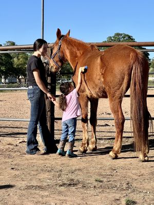 4 Horse Ranch by null