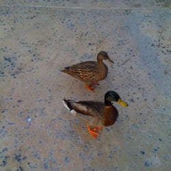 The Duck Inn - QUACK