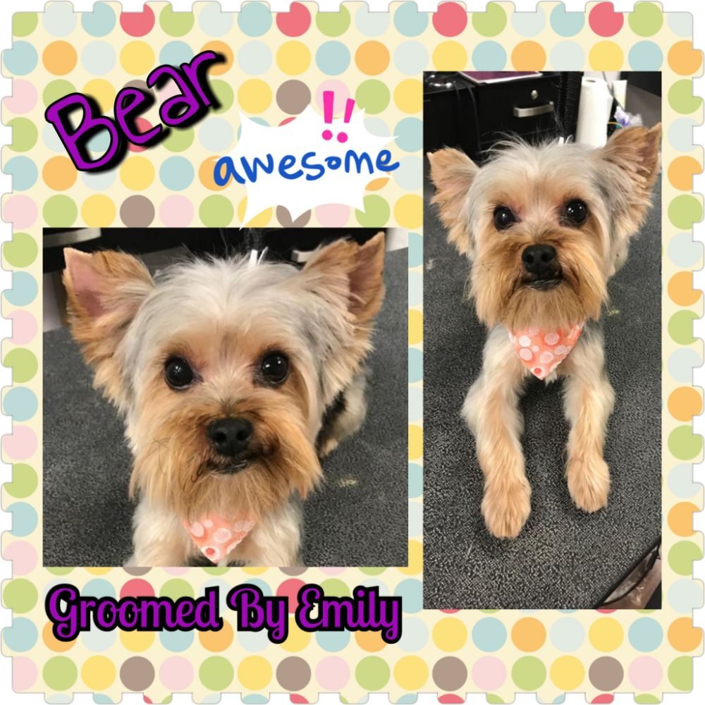 PURRFURRED PET STYLING NAPERVILLE 125 Photos & 89 Reviews Pet