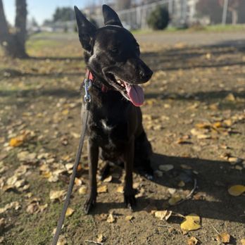 Michelle Halpern, Pro Dog Walker - Almaden/ willow glen/ San Jose dog walker - Dog Walkers Near Me Michelle Halpern, Pro Dog Walker - Almaden/ willow glen/ San Jose dog walker - Dog Walkers Near Me
