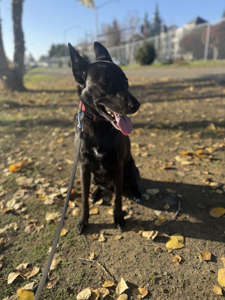 Michelle Halpern, Pro Dog Walker - pet boarding facility in San Jose, CA