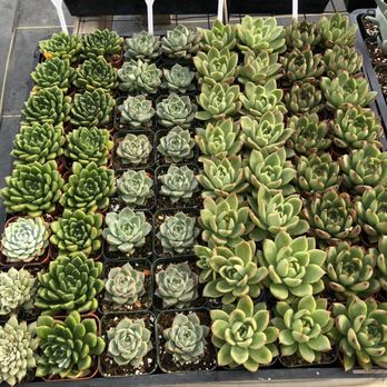 Evergreen Farm - Nurseries & Gardening Near Me - San Jose, California Evergreen Farm - Nurseries & Gardening Near Me - San Jose, California