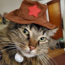 South Pacific County Humane Society - Chinook as a cowboy, Halloween 2021.