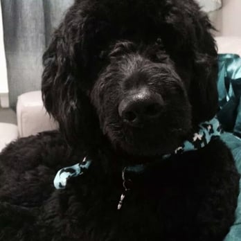 Good Dog Grooming - Pet Groomers Near Me - Richmond, Virginia Good Dog Grooming - Pet Groomers Near Me - Richmond, Virginia