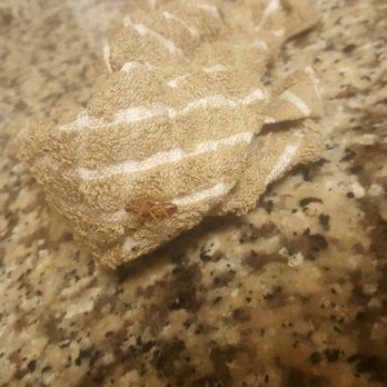 Compass Cove Resort - Cock Roaches one killed on the was cloth. - Resorts Near Me - Myrtle Beach, South Carolina Compass Cove Resort - Cock Roaches one killed on the was cloth. - Resorts Near Me - Myrtle Beach, South Carolina