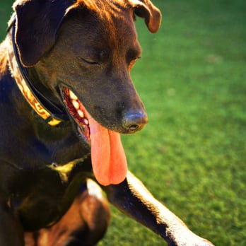 Social Pack Dogs - Dog Walkers Near Me - Carrollton, Texas Social Pack Dogs - Dog Walkers Near Me - Carrollton, Texas