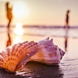 Shells at sunset
