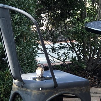 SoBoL - A bird drinking water in the seating area outside - Juice Bars & Smoothies Near Me - Wilton, Connecticut