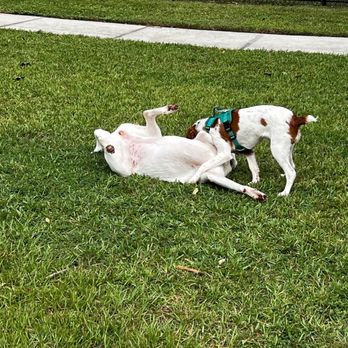 Cinquez Park Dog Park - Dog Parks Near Me - Jupiter, Florida