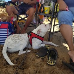 Aloha Air Cargo - The dog that they were scared of and messed with.