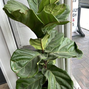 Colossus - Cute plant inside the coffee shop - Bakeries Near Me - Long Beach, California Colossus - Cute plant inside the coffee shop - Bakeries Near Me - Long Beach, California