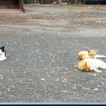 He'eia State Park - Feral cats - Parks Near Me - Kaneohe, Hawaii