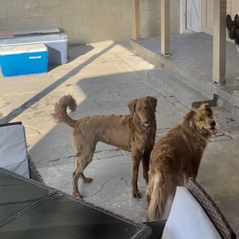 The Leash I Can Do - Pet Boarding Near Me