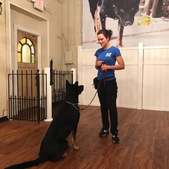 K9 Boot Camp - Pet Training Near Me - East Rutherford, New Jersey K9 Boot Camp - Pet Training Near Me - East Rutherford, New Jersey