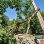Photo of All American Tree and Stump Removal